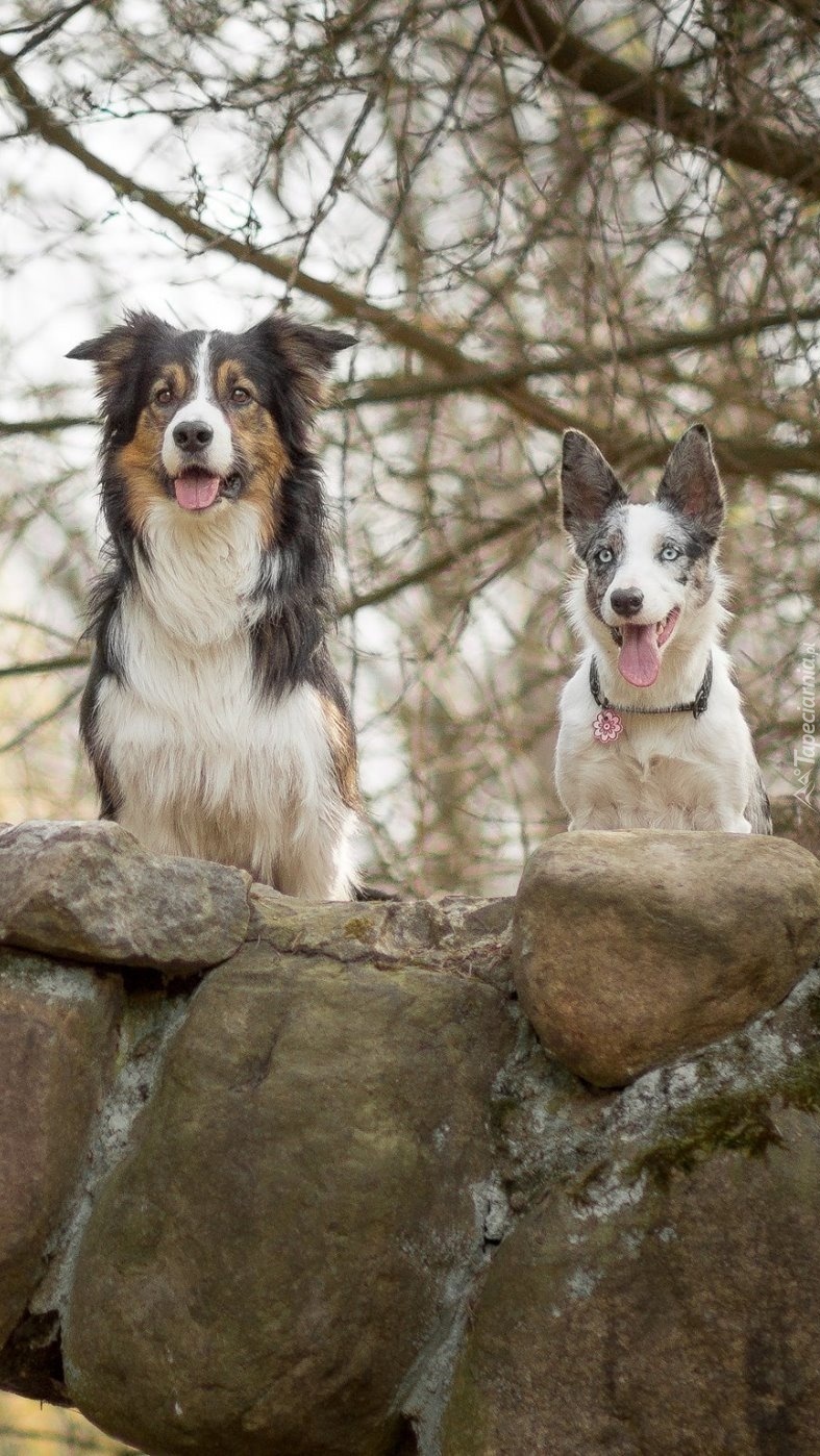 Dwa psy na kamiennym moście