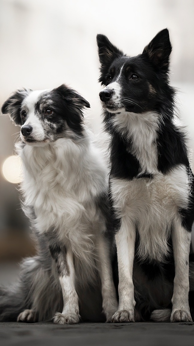 Dwa psy rasy border collie