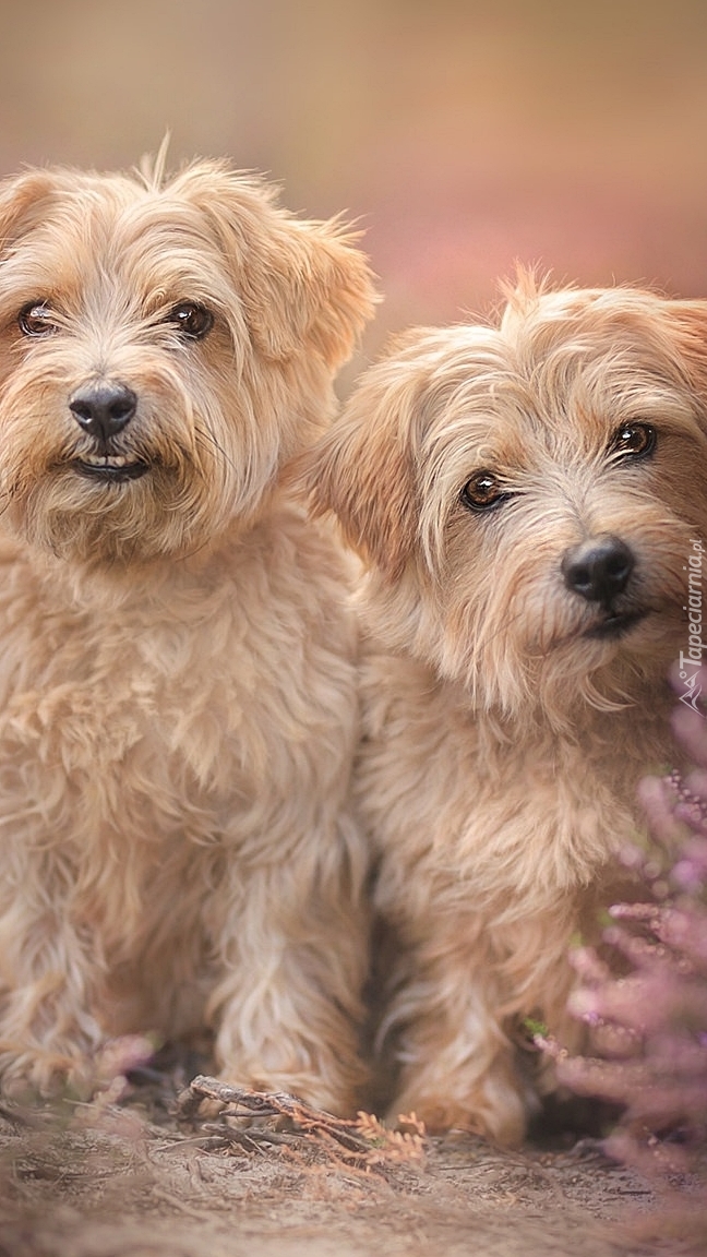 Dwa psy rasy norfolk terrier