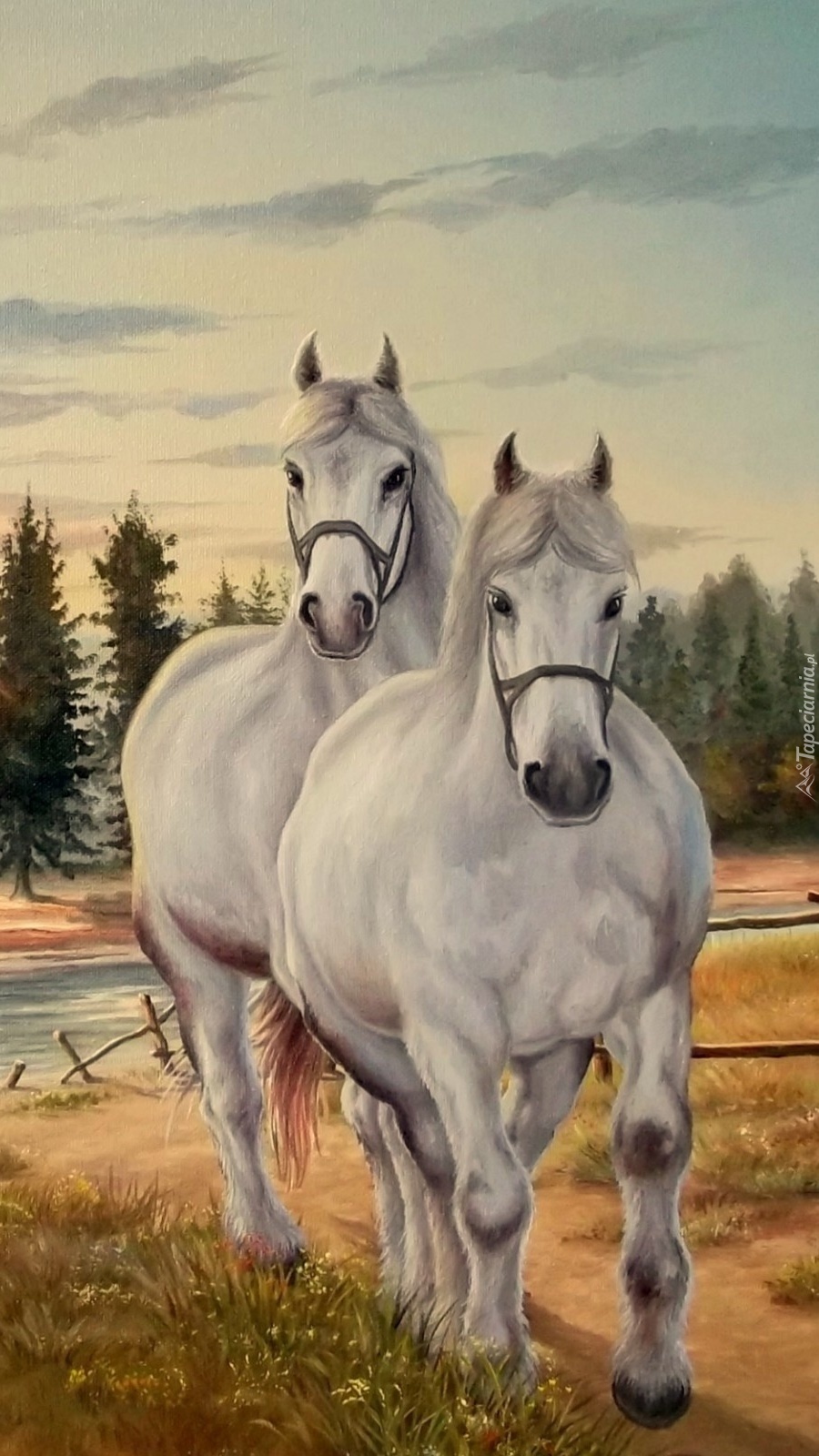 Dwa siwe konie
