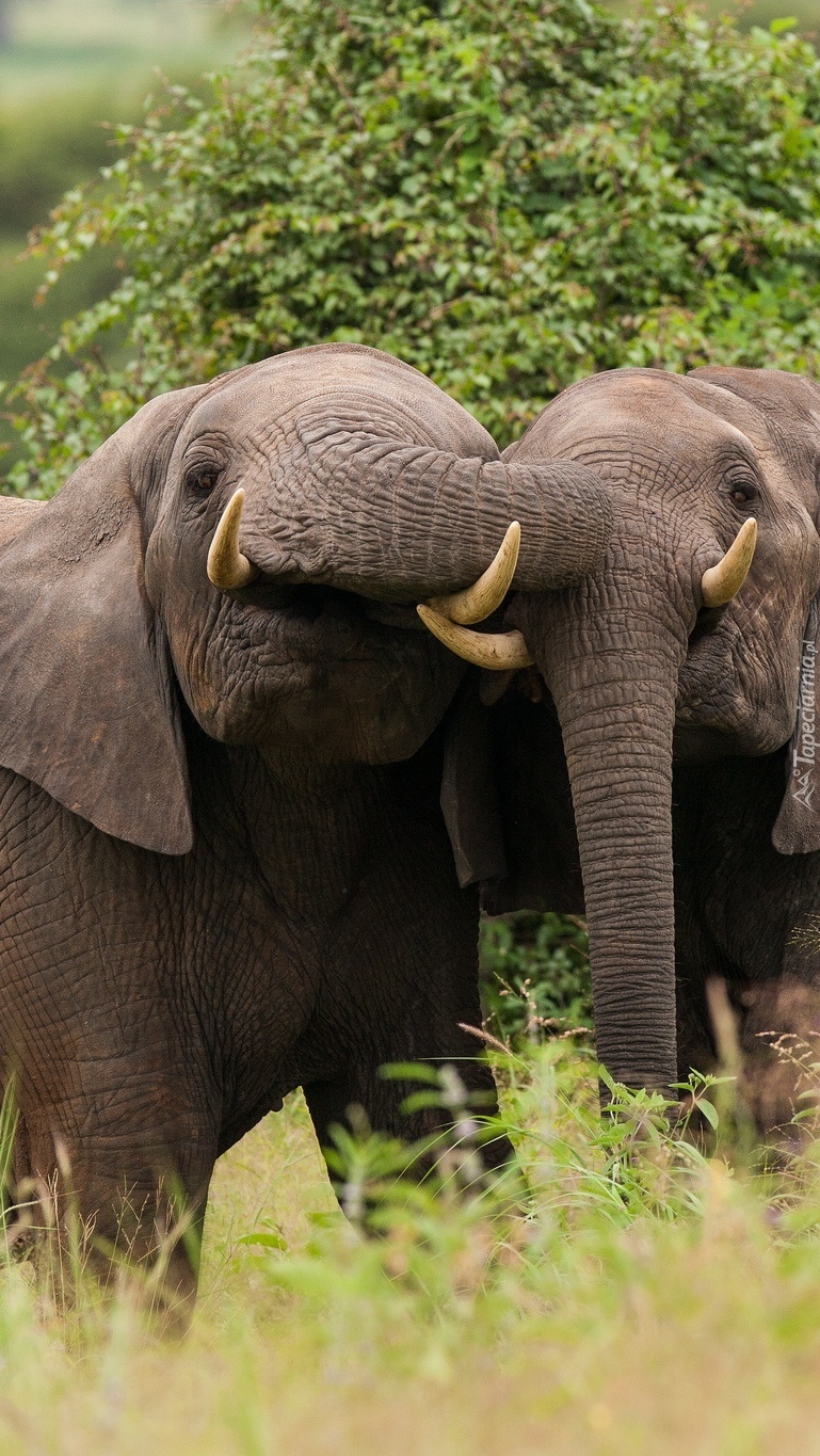 Dwa słonie na trawie