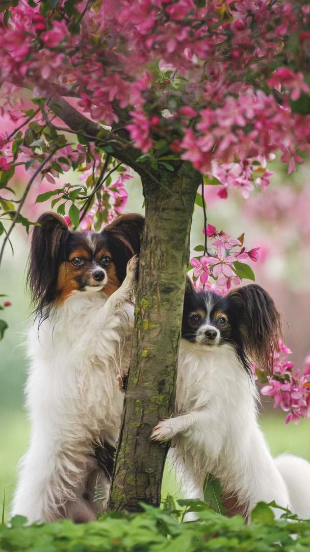 Dwa spaniele Papillon przy drzewie pełnym kwiatów