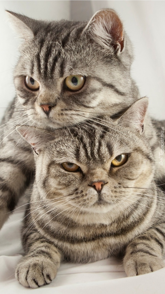 Dwa szare pręgowane kotki