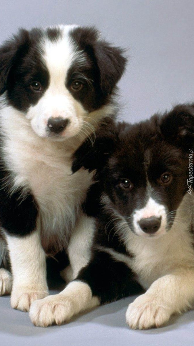 Dwa szczeniaki border collie