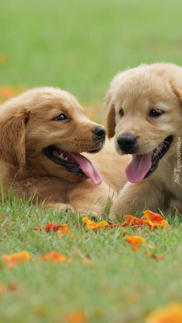 Dwa szczeniaki golden retriever