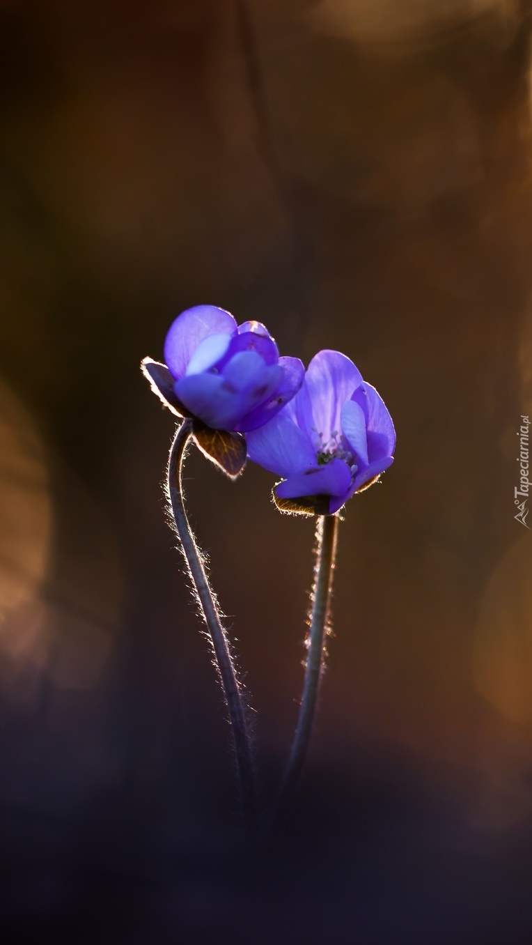 Dwa tulące się do siebie niebieskie kwiatki