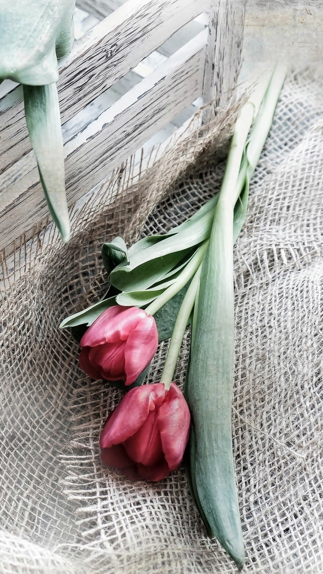 Dwa tulipany na serwetce