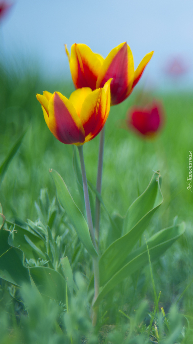 Dwa tulipany żółto-czerwone