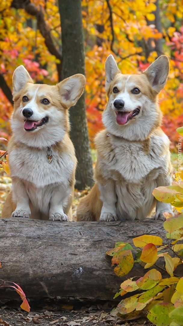 Dwa welsh corgi pembroke