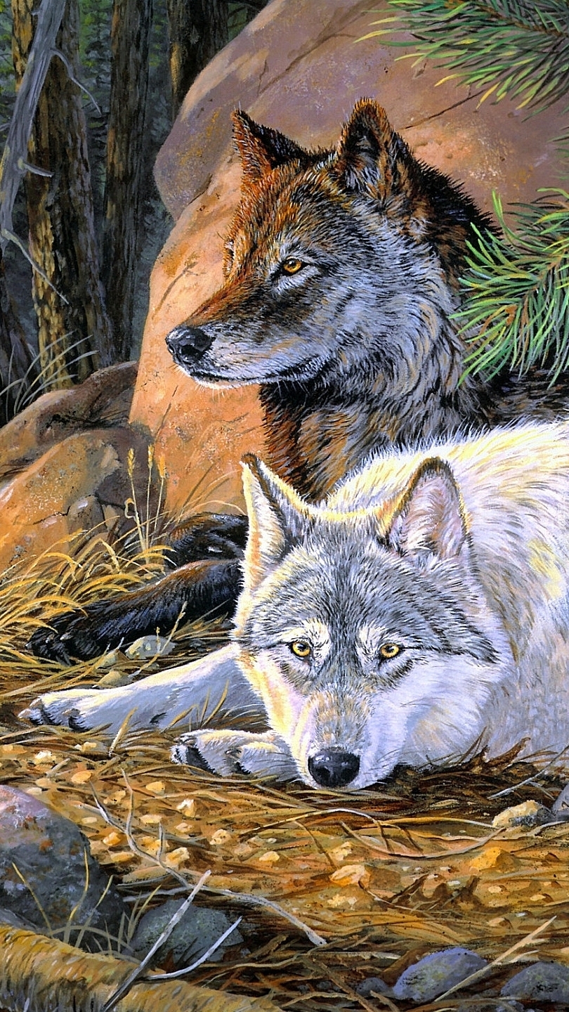 Dwa wilki na kamieniach