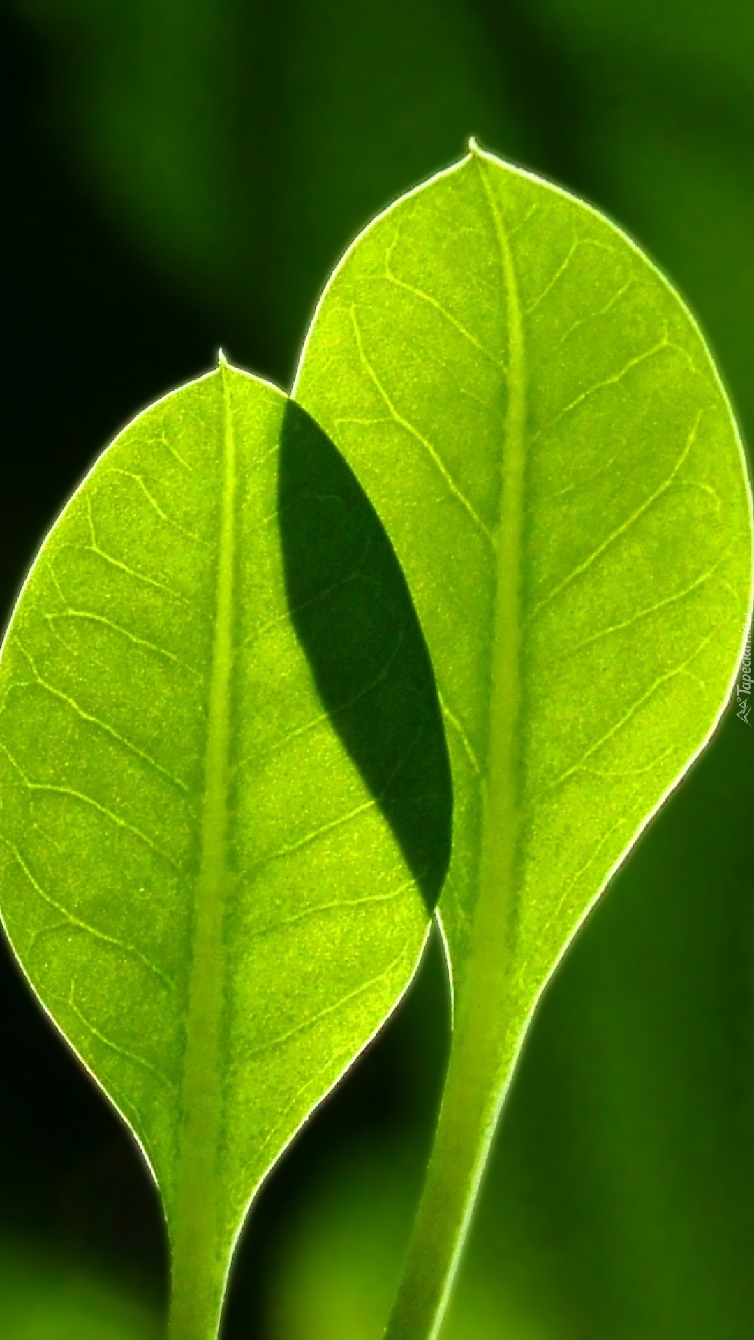Dwa zielone liście