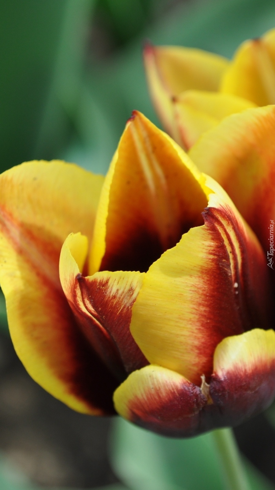 Dwa żółto-czerwone tulipany