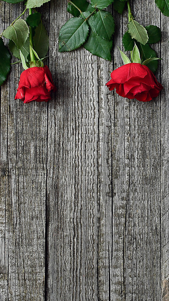 Dwie czerwone róże