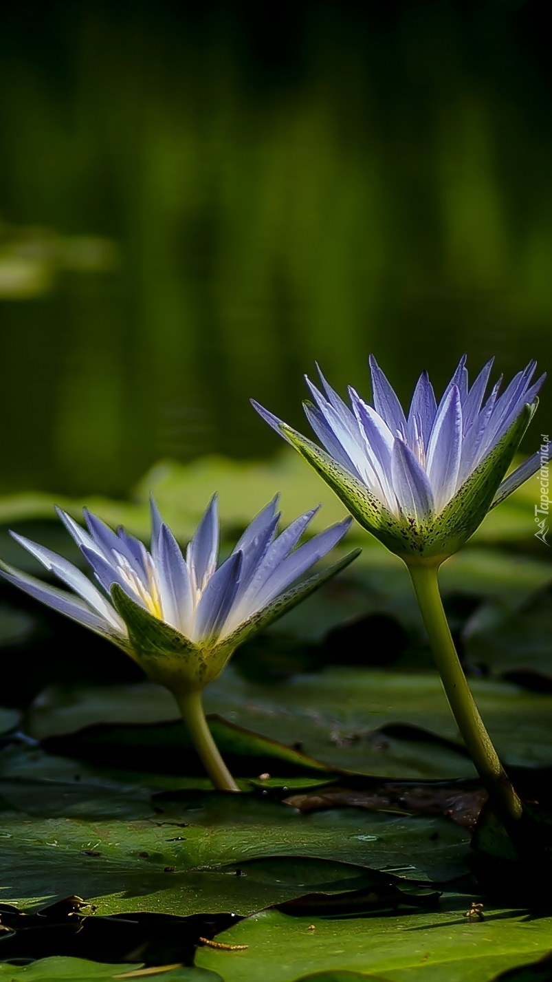 Dwie lilie wodne wśród zielonych liści