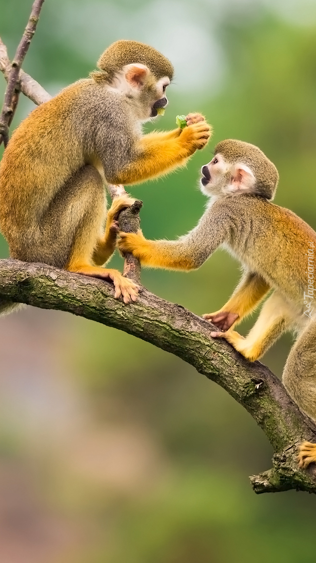 Dwie małpki saimiri wiewiórcze
