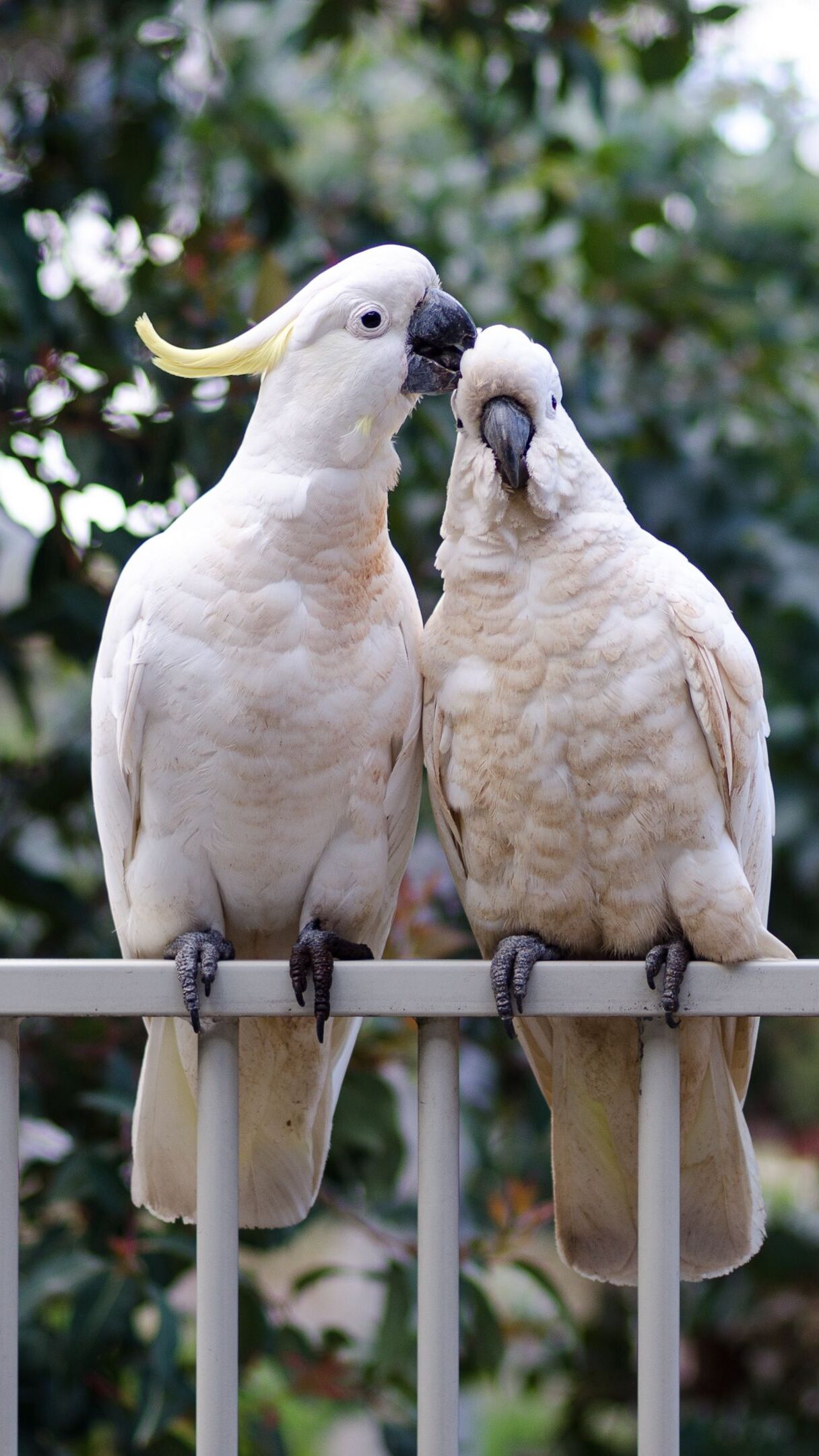 Dwie papugi kakadu