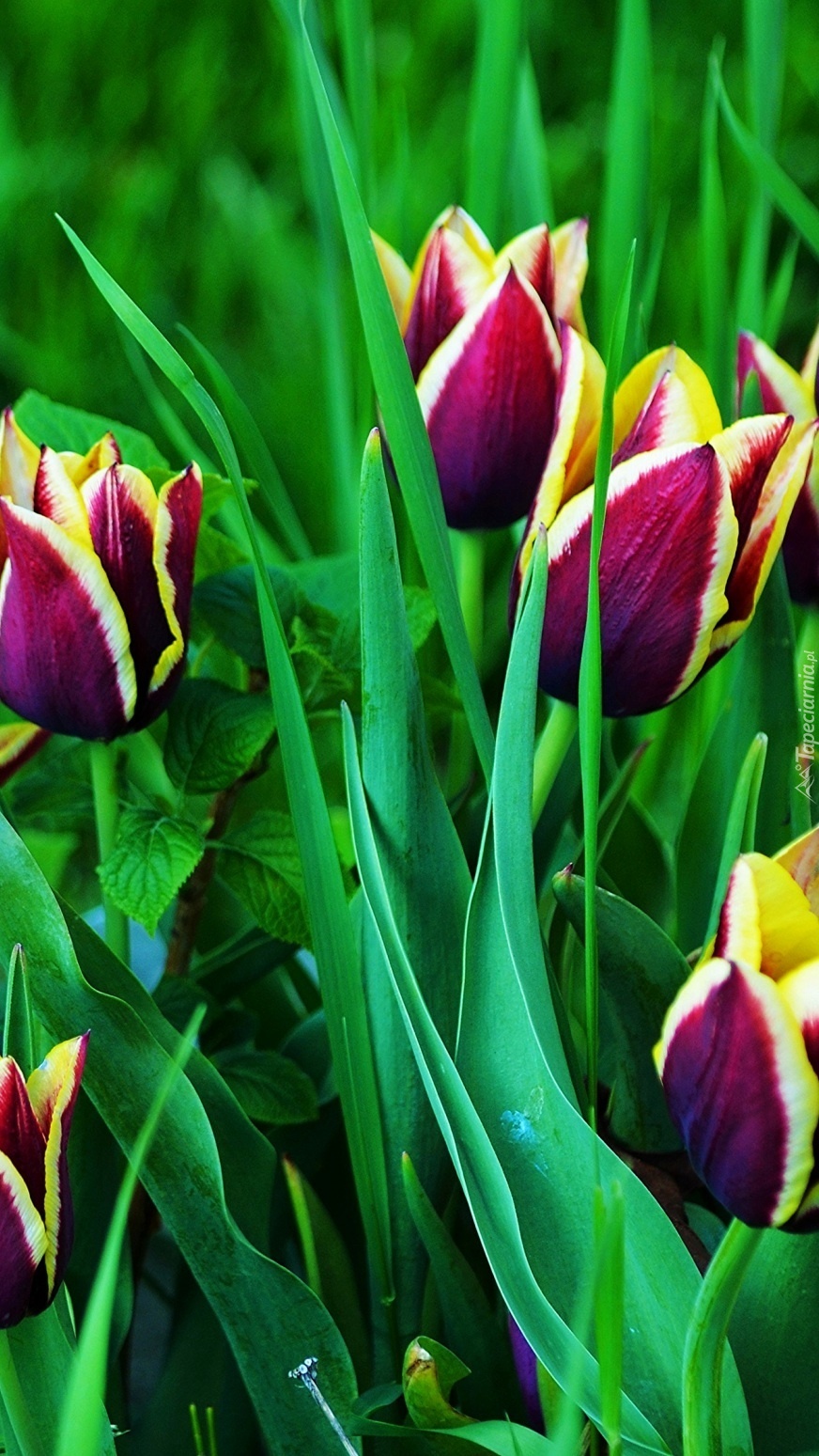 Dwubarwne tulipany