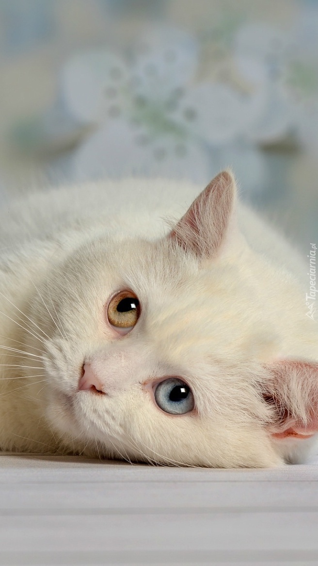 Dwukolorowe oczy kotka