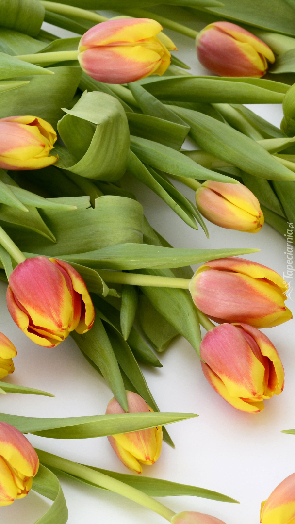 Dwukolorowe tulipany