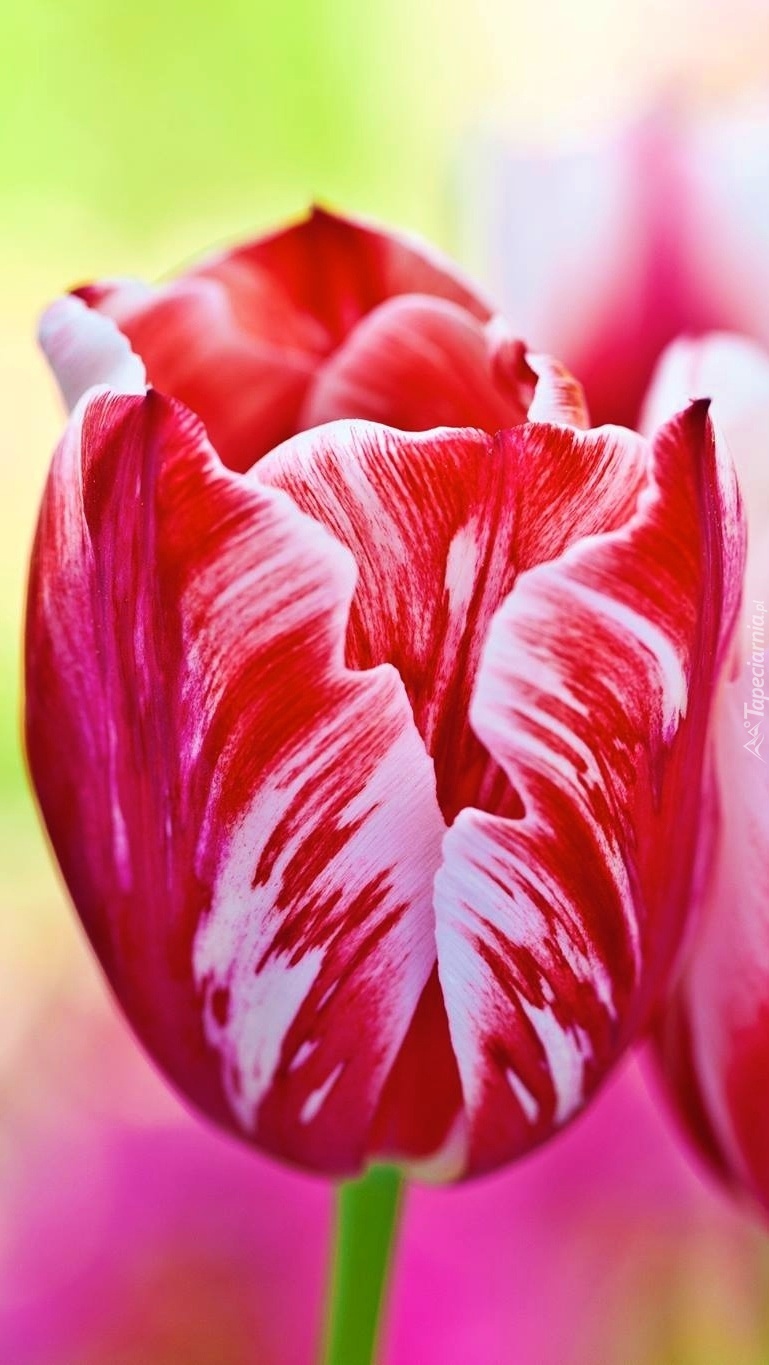 Dwukolorowy kwiat tulipana