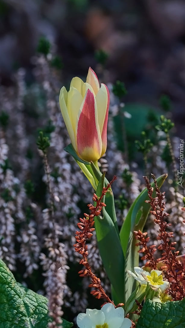 Dwukolorowy tulipan i wrzosy