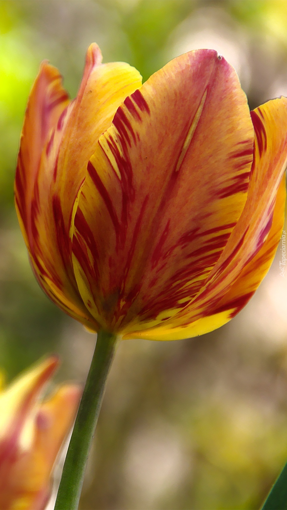 Dwukolorowy tulipan