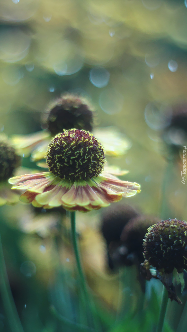 Dzielżan ogrodowy i efekt bokeh