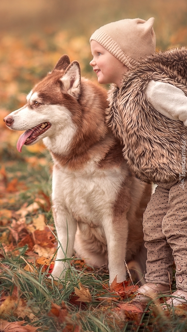 Dziewczynka i rudawy siberian husky