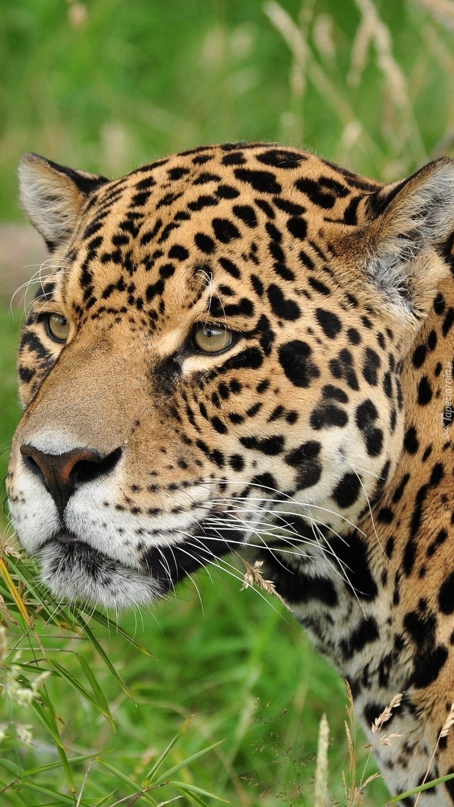 Dziki jaguar ma tle roślin