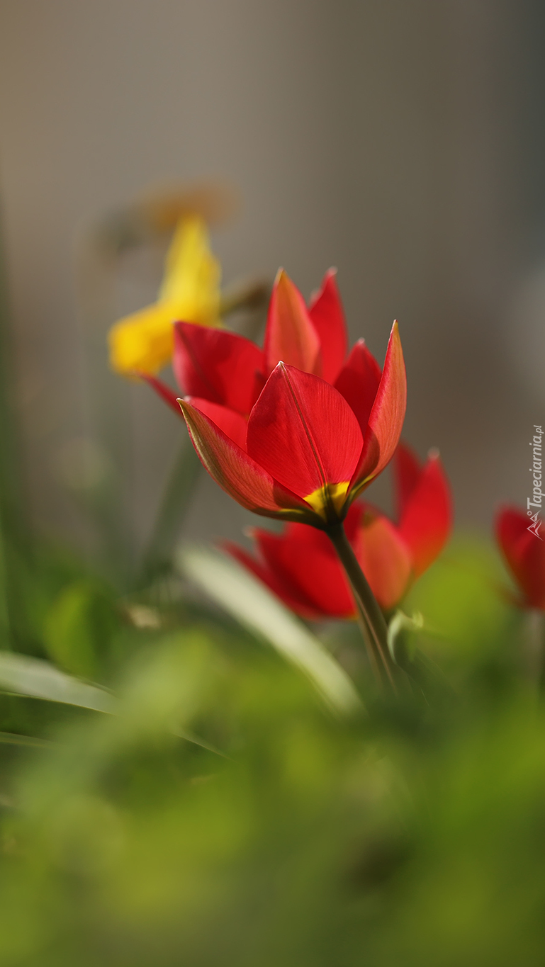Dzikie tulipany