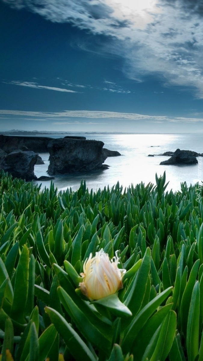 Egzotyczna roślinność nad morzem