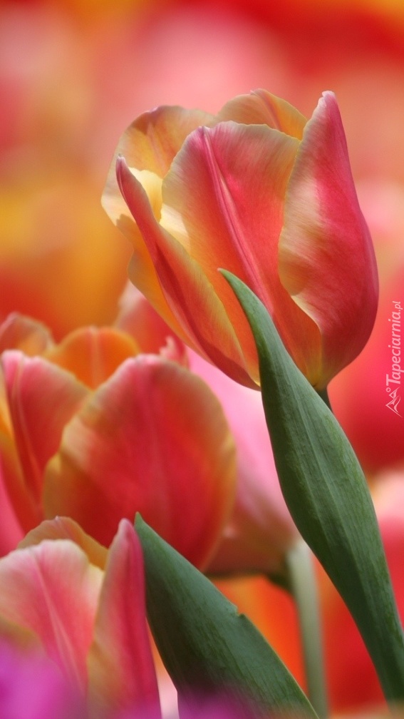 Elegancki tulipan