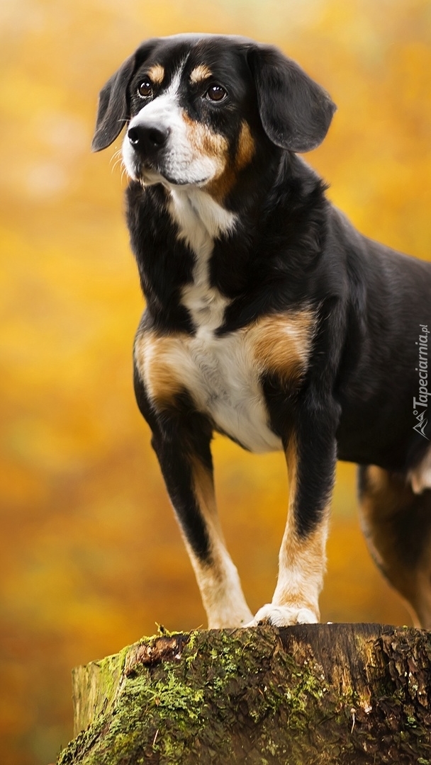 Entlebucher na pniu