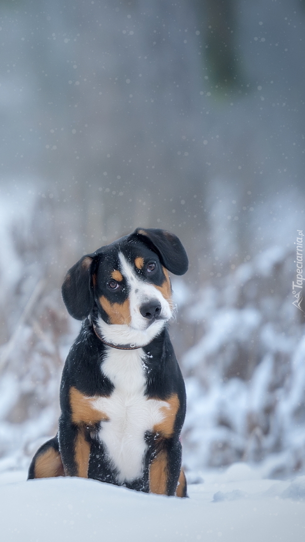 Entlebucher