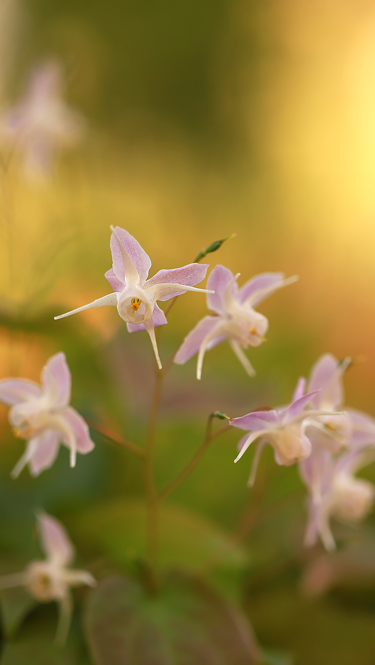 Epimedium