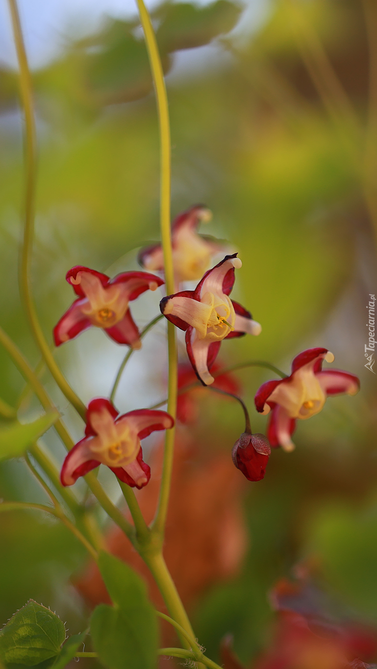 Epimedium