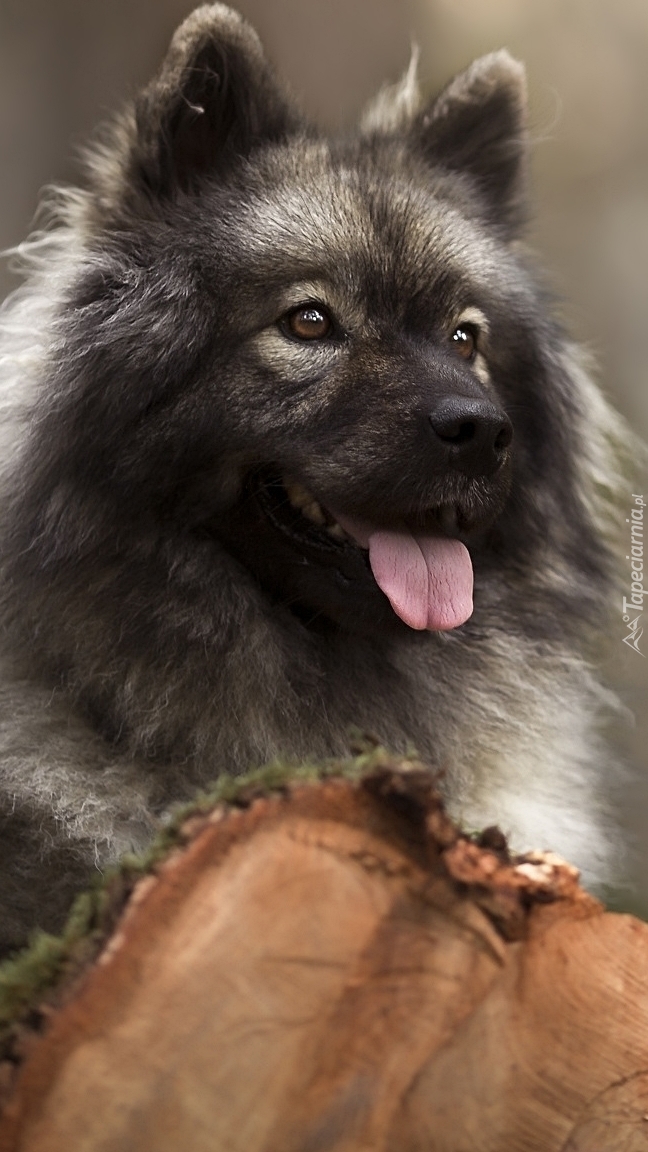 Eurasier na pniu