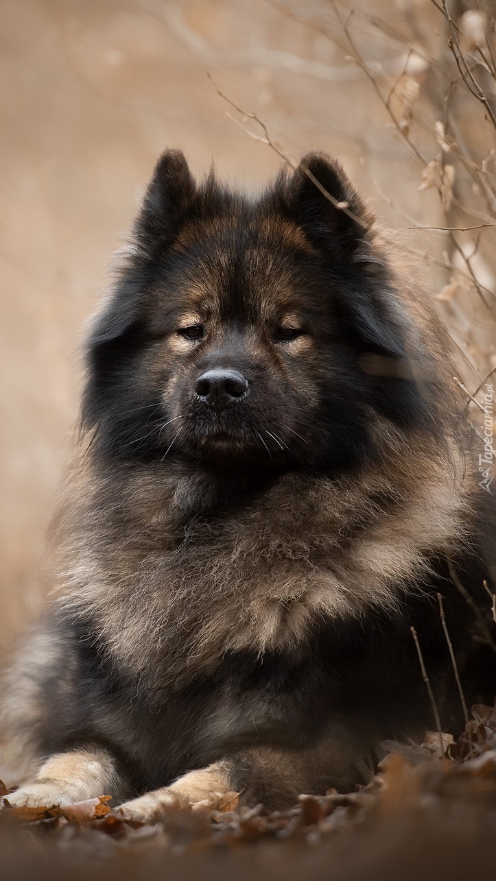 Eurasier