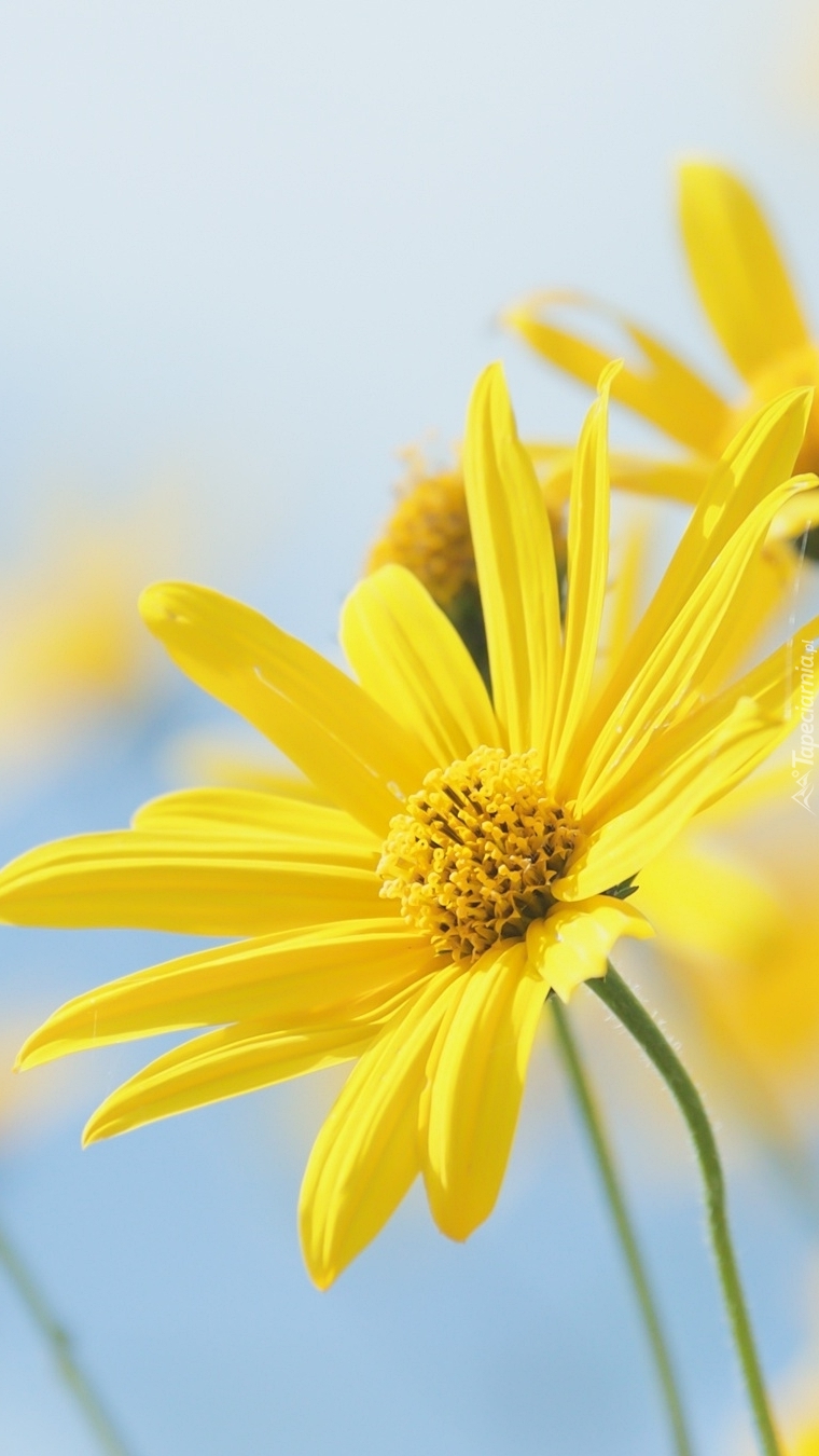 Euryops pectinatus