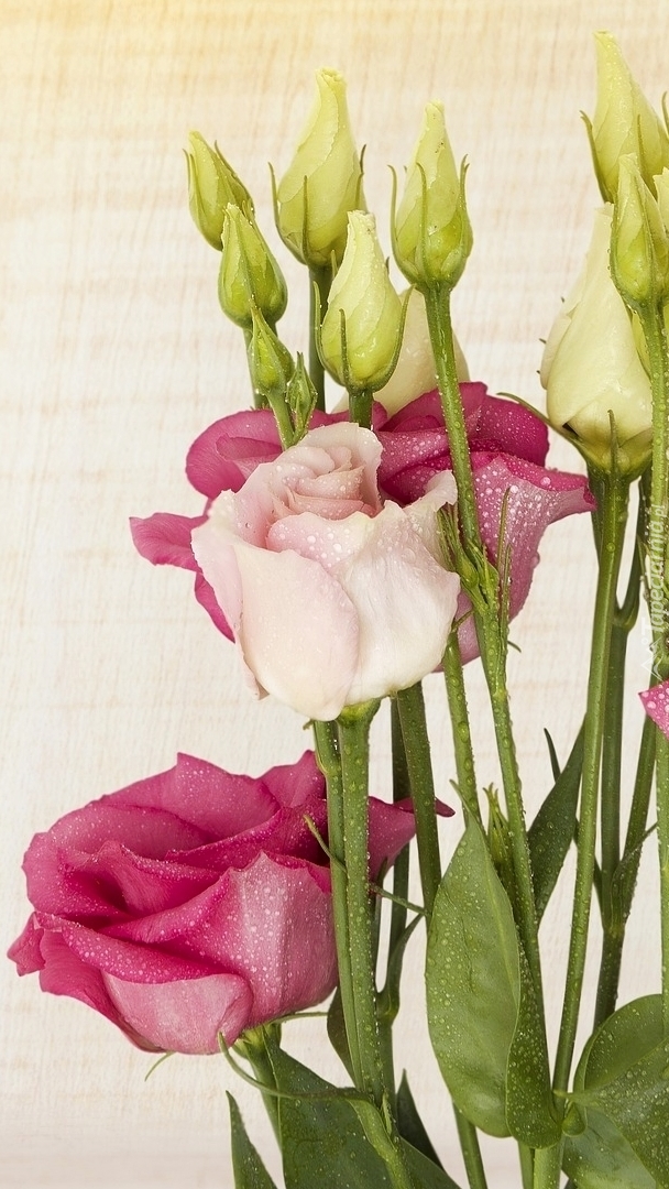 Eustoma w kroplach wody