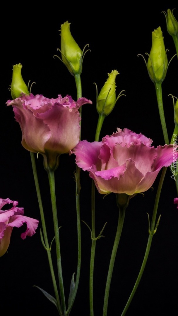 Eustoma