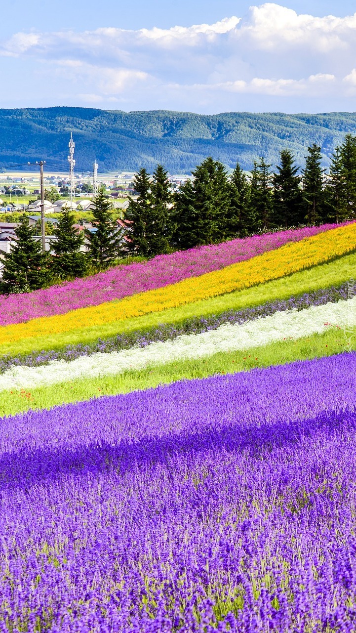 Farma kwiatowa Tomita Farm w Japonii
