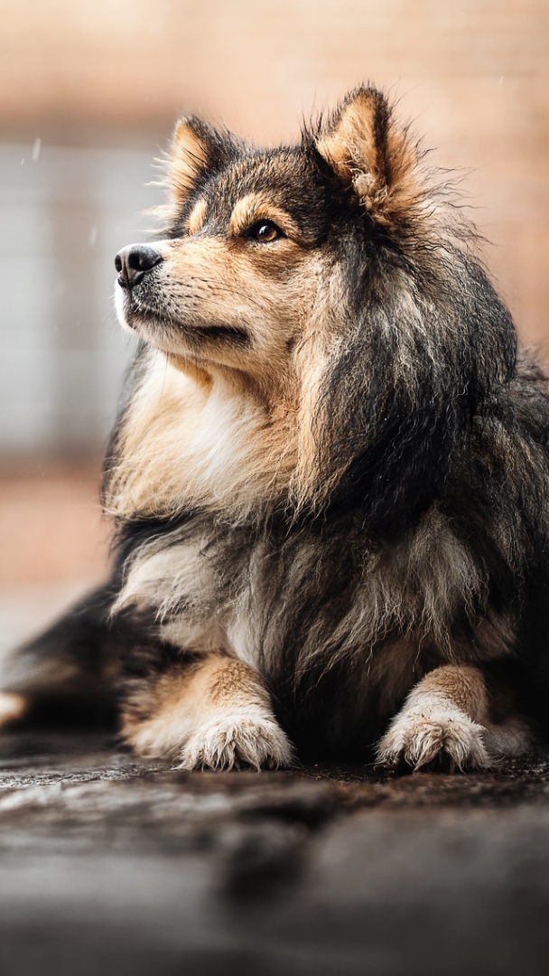 Fiński lapphund