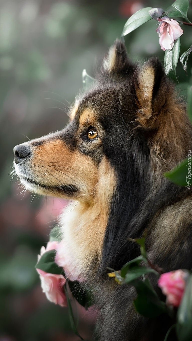 Fiński lapphund z profilu