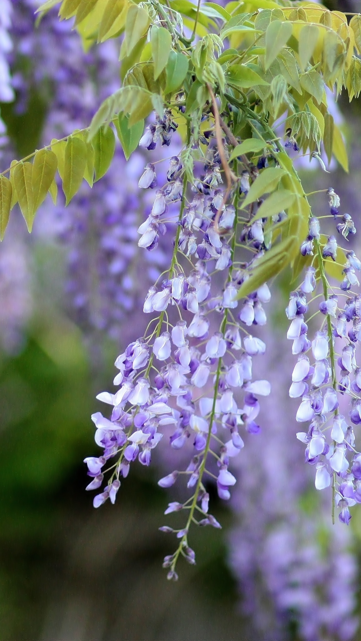 Fioletowa glicynia