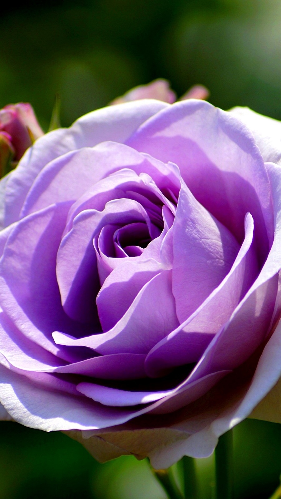 Fioletowa róża
