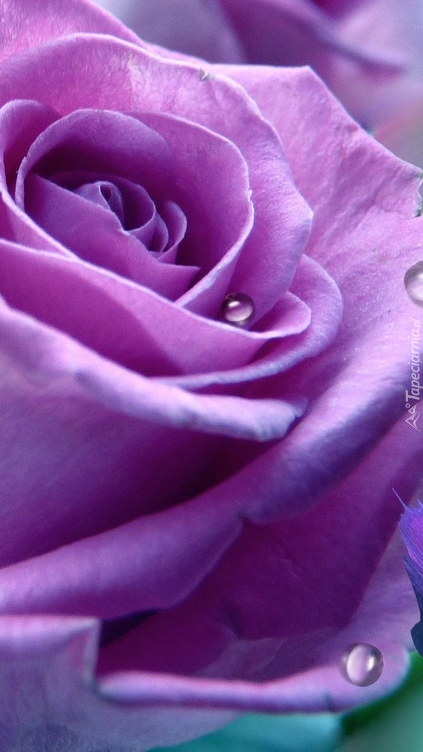 Fioletowa róża z kroplami wody