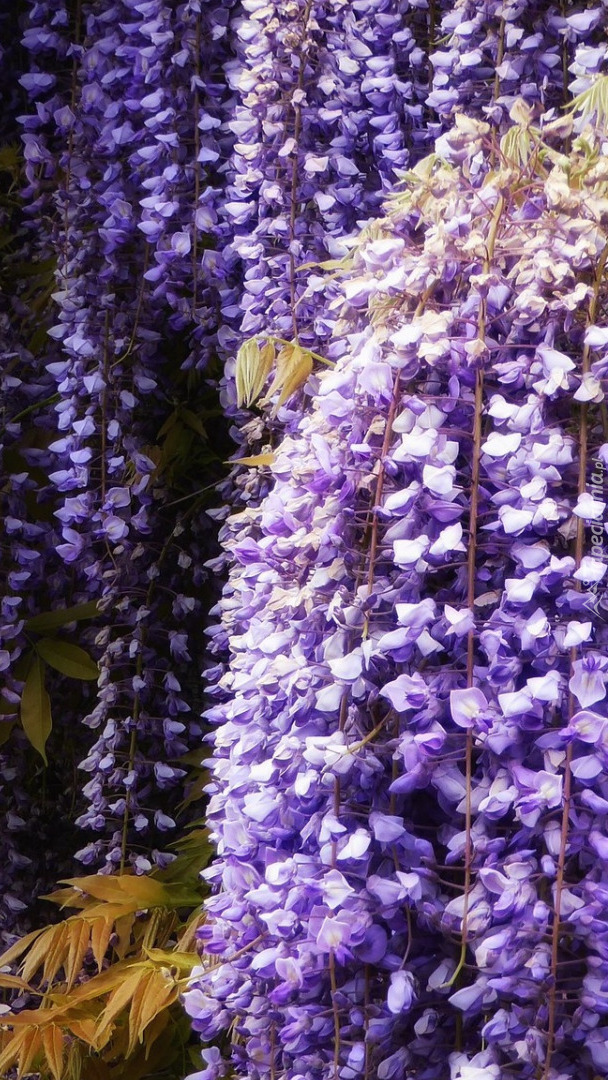 Fioletowa wisteria