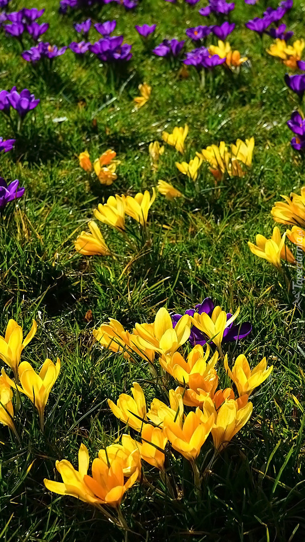 Fioletowe i żółte krokusy w trawie