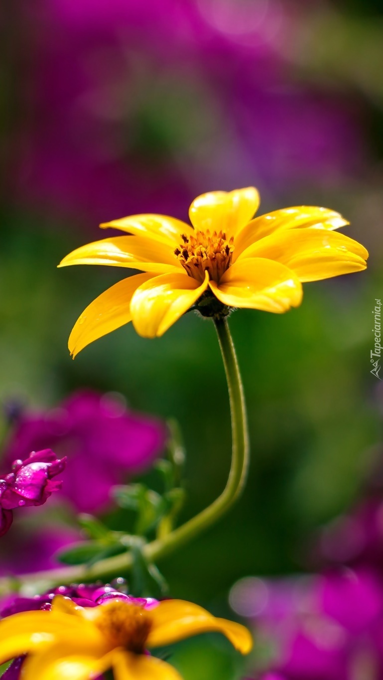Fioletowe i żółte kwiaty